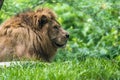 Male Lion laying down in grass