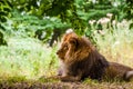 Male lion laying in a forest Royalty Free Stock Photo