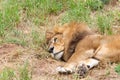 Male lion laying in grass, close up Royalty Free Stock Photo