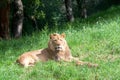 Male lion laying in grass, trees in background