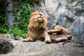 Male lion laying on the rock