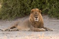 Male lion laying in shade Royalty Free Stock Photo