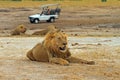 Large African Male Lion resting on the plains with a safari truck in the background, hWANGE nATIONAL park Royalty Free Stock Photo