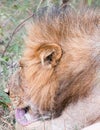 Male lion licking front legs Royalty Free Stock Photo