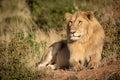 Male lion lies in bushes with catchlight