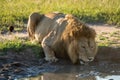 Male lion lies drinking from muddy pool