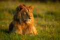 Male lion lies in early morning light