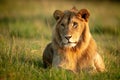 Male lion lies in grass with catchlight