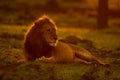 Male lion lies on grass at sunrise