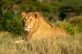 Male lion lies in grass in sunshine