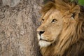 Close-up of male lion by scratched trunk Royalty Free Stock Photo