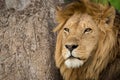 Close-up of male lion by scratched tree Royalty Free Stock Photo