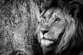 Mono close-up of male lion beside tree Royalty Free Stock Photo