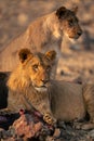 Male lion lies with kill near another