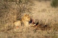 Male lion lies with kill under bush Royalty Free Stock Photo