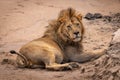 Male lion lies on sand eyeing camera