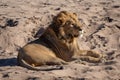 Male lion lies in sand in sunshine