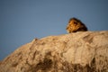 Male lion lies in sunshine on rock Royalty Free Stock Photo