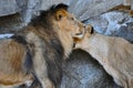 A male lion and a lioness socialising