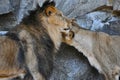 A male lion and a lioness socialising