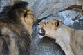 A male lion and a lioness socialising