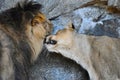 A male lion and a lioness socialising