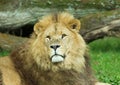 Male Lion at Longleat Wildlife Park