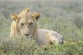 Male Lion looking at camera, on savannah, close-up Royalty Free Stock Photo