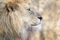 Male Lion looking in distance, on savannah, close-up Royalty Free Stock Photo