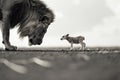 A male lion looking down at a little lamb Royalty Free Stock Photo