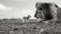 A male lion looking down at a little lamb Royalty Free Stock Photo