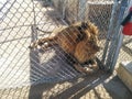 Male lion looking out through fence at Lion Habitat Ranch