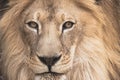 Male lion looks at the camera for a close up head shot on a sunny day on a safari Royalty Free Stock Photo