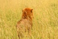 Male Lion Looks Into Grassy Savannah from Behind Royalty Free Stock Photo
