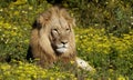 Male lion lying amoungst the flowers. South Africa Royalty Free Stock Photo