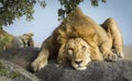 Male lion resting on a big boulder with female lioness sleeping in the background in Tanzania Royalty Free Stock Photo