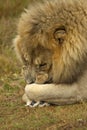 Male lion lying down