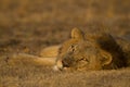 Male lion lying down looking at the camera Royalty Free Stock Photo