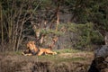 Male lion lying down Royalty Free Stock Photo