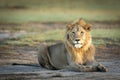 Male lion lying down in Ndutu plains in Tanzania Royalty Free Stock Photo