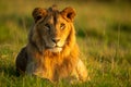 Male lion lying in early morning light Royalty Free Stock Photo