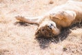 Male lion lying on the grass Royalty Free Stock Photo