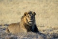 Male lion lying on grass Royalty Free Stock Photo