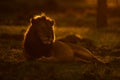 Male lion lying on grass at sunrise