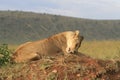 Famale lion lying in the dry grass resting and licking its paw in Masai Mara, Kenya Royalty Free Stock Photo