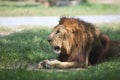 Male lion on lying on green grass field Royalty Free Stock Photo