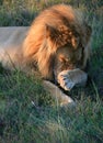 Male lion lying on green grass scratching nose with front paw in South Africa Royalty Free Stock Photo