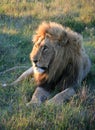 Male lion lying on green grass in South Africa with sunset side lighting