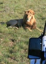 Male lion lying on green grass in South Africa with sunset side lighting with side mirror of photo safari vehicle Royalty Free Stock Photo