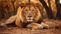 Male lion lying on the ground in Kruger National park, South Africa Specie Panthera leo family of Felidae Generative AI Royalty Free Stock Photo